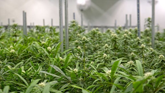 An indoor commercial cannabis grow farm.