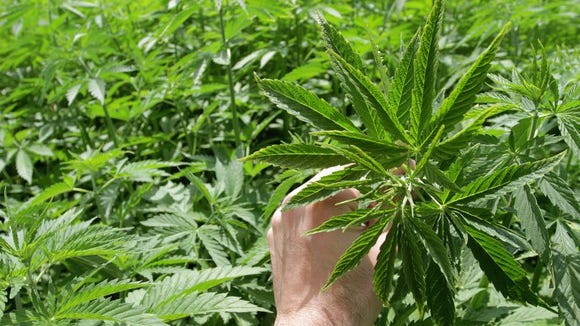 A person holding a cannabis leaf amid a large commercial grow farm.