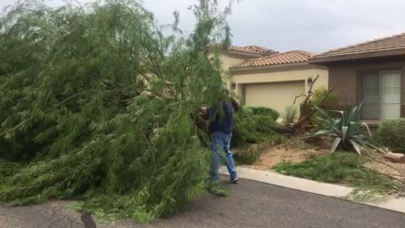 Storm downs tree in Gold Canyon