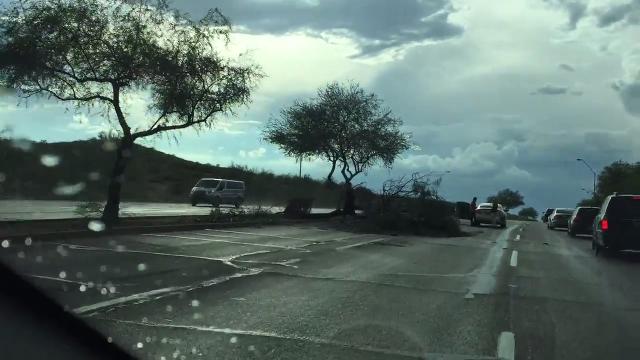 Toppled tree after monsoon storm