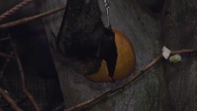 Animals at Brookfield Zoo enjoy pumpkin treat