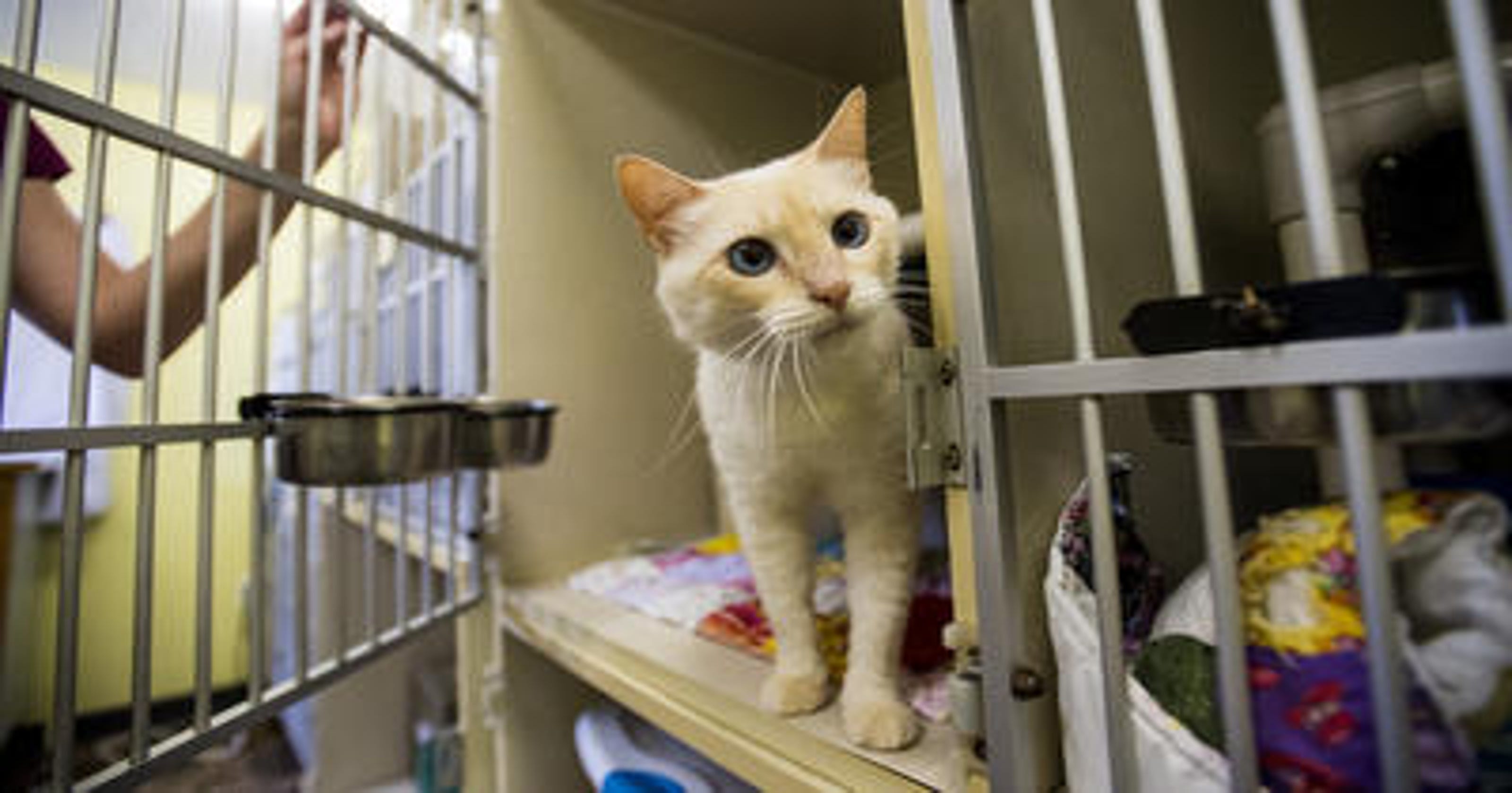 Lafayette one step closer to 'no kill' animal shelter with new cat policy