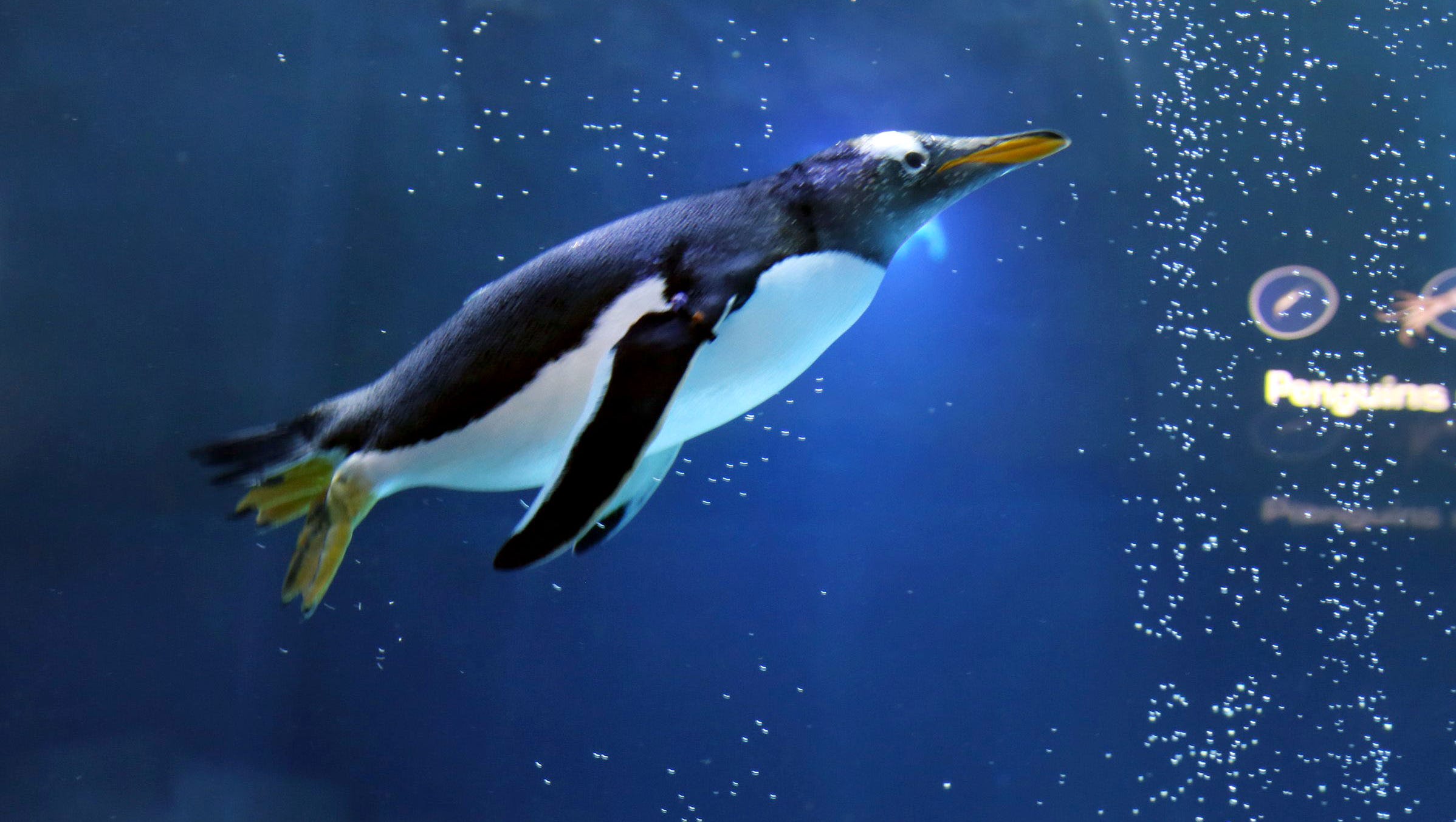 Detroit Zoo To Close Penguin Center For 9 Months