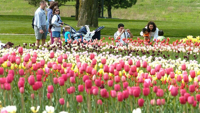 500.000 bezoeken naar verwachting het Tulip Time Festival in Nederland