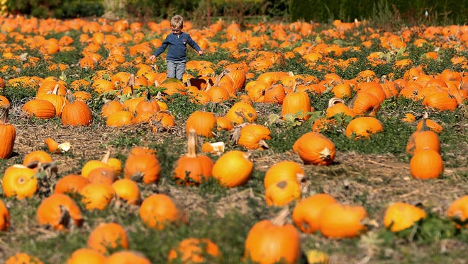 Sean Maurice, 4, walks through the pumpkin patch during Bauman's Harvest Festival, Sunday, Oct. 4, 2015, in Gervais, Ore.