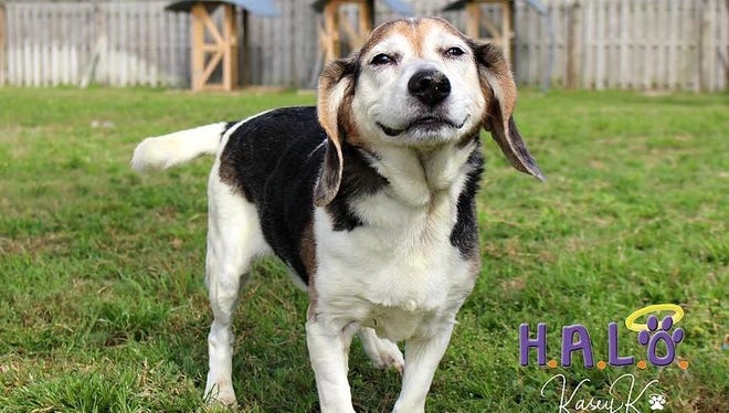 HALO No-Kill Rescue pet of the week: Charlie appreciates the good things in  life