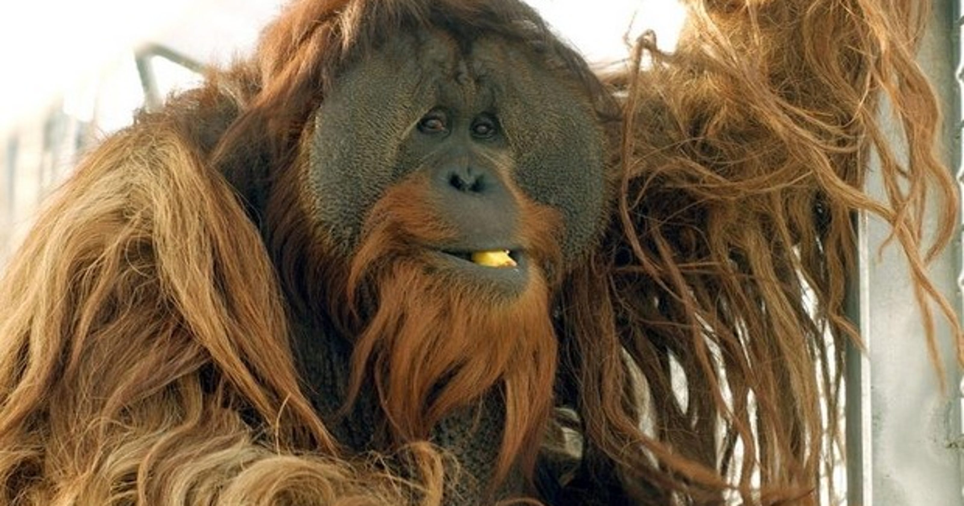 Meet apes coming to Indianapolis Zoo