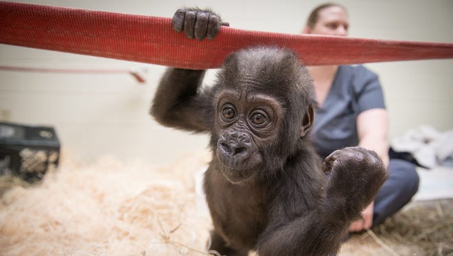 Zahra, a Western lowlands gorilla who was born in Milwaukee, plays at her new home at the Columbus Zoo & Aquarium.