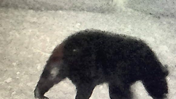 Bear sighting in Rye; residents urged to remove food sources