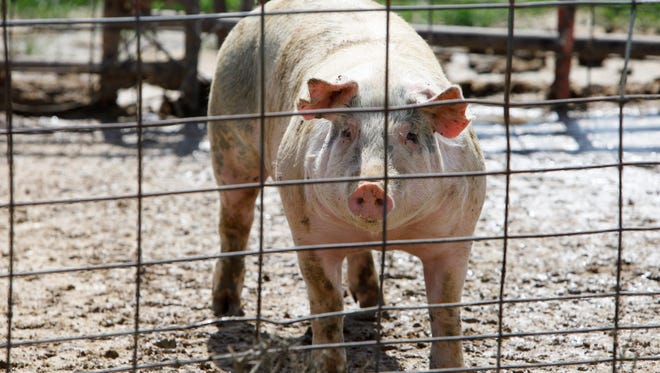 A hog stands in a pen at a farm near Perry, IA. A new report on the rapid expansion of hog farms in Iowa concludes that the state's regulatory system is failing to protect the environment and public health for the sake of profit of the politically powerful livestock industry.