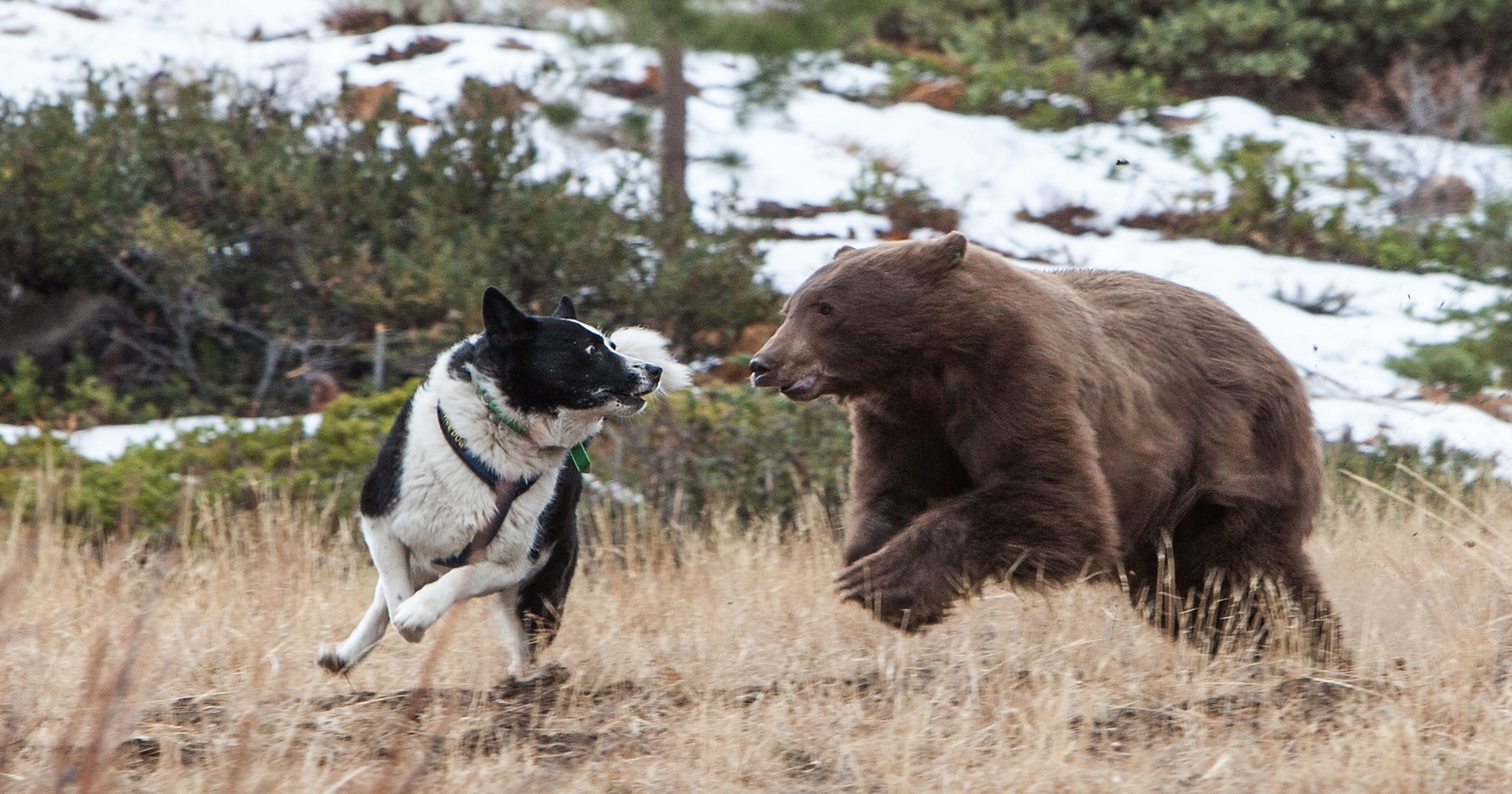 Собака привела медведей к хозяину. Карельская медвежья лайка. Карельская охотничья медвежья лайка. Карельская медвежья собака. Карельская медвежья лайка на охоте.