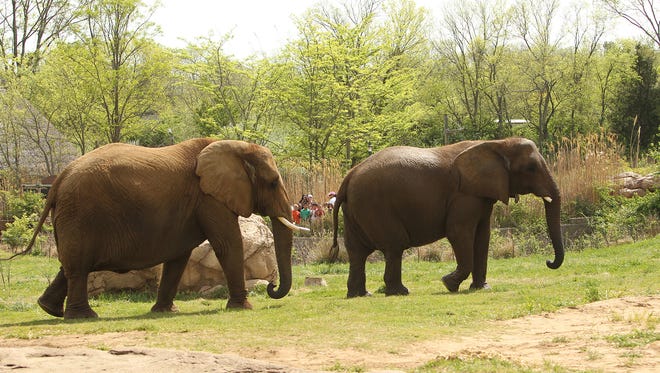 FILE: The elephants at the Nashville Zoo will be relocated so the zoo can renovate and expand its African exhibit area.