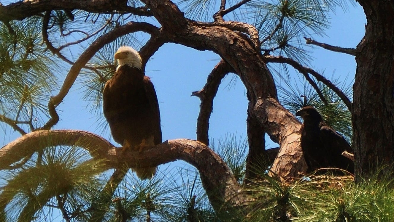 Bonita Springs considers ways to protect bald eagle nest, mulls adding