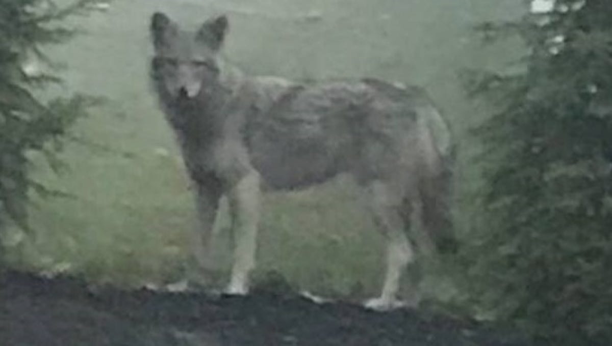 How To Deal With An Aggressive Coyote