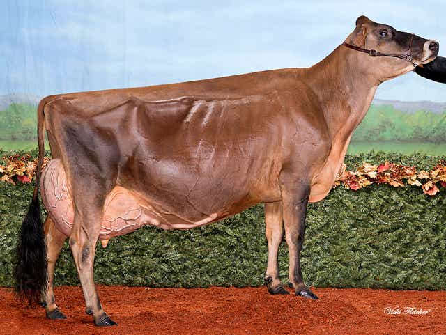 Musqie Iatola Martha Achieves Jersey Cow Greatness
