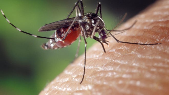 Undated image  An Aedes albopictus mosquito feeds on a human blood meal. Under experimental conditions the Aedes albopictus mosquito, also known as the Asian tiger mosquito, has been found to be a vector of West Nile virus. Aedes is a genus of the Culicine family of mosquitoes.  Photo by James Gathany, Centers for Disease Control and Prevention [Via MerlinFTP Drop]
