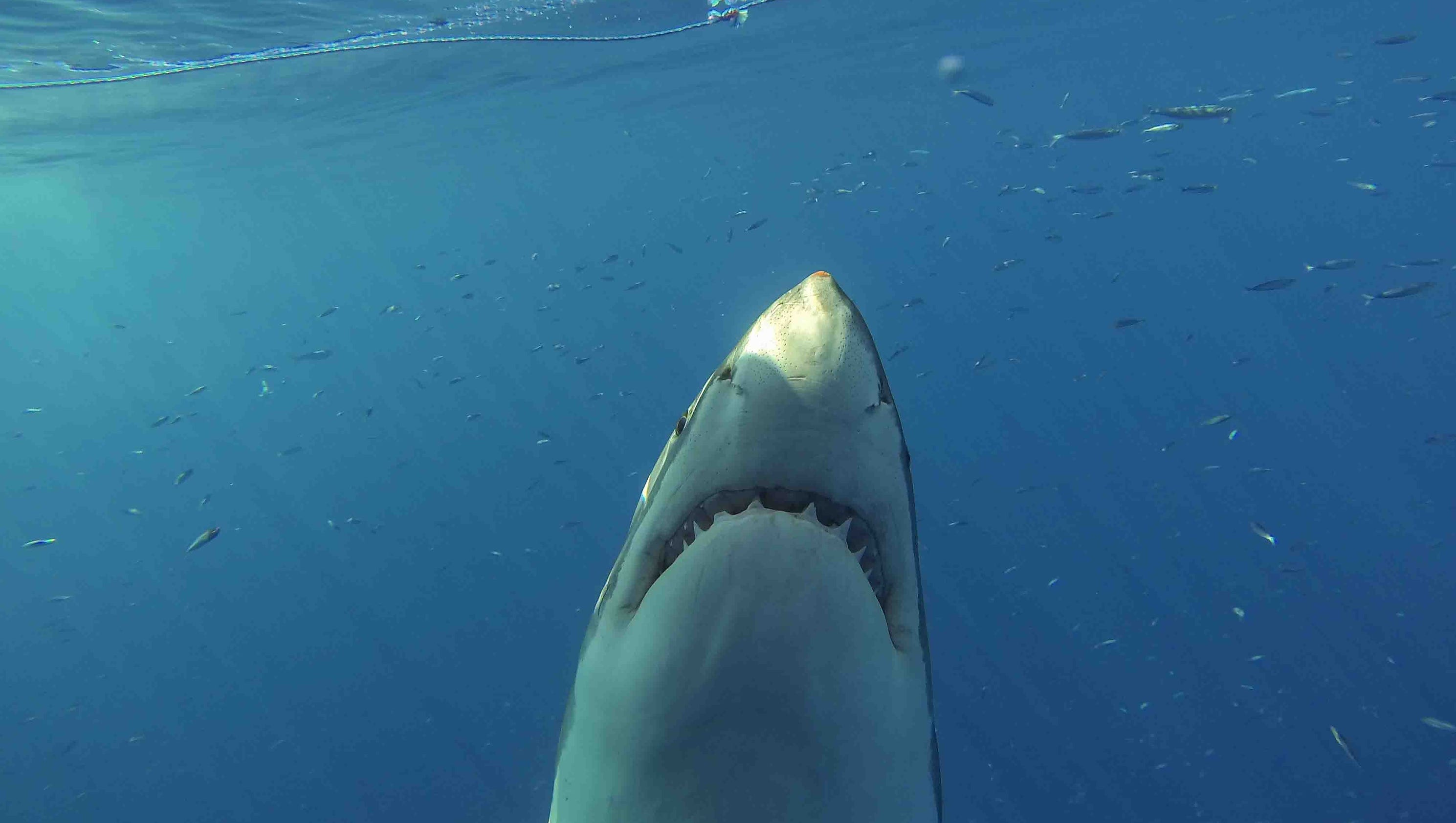 Evidence points to great white shark nursery off N.J.