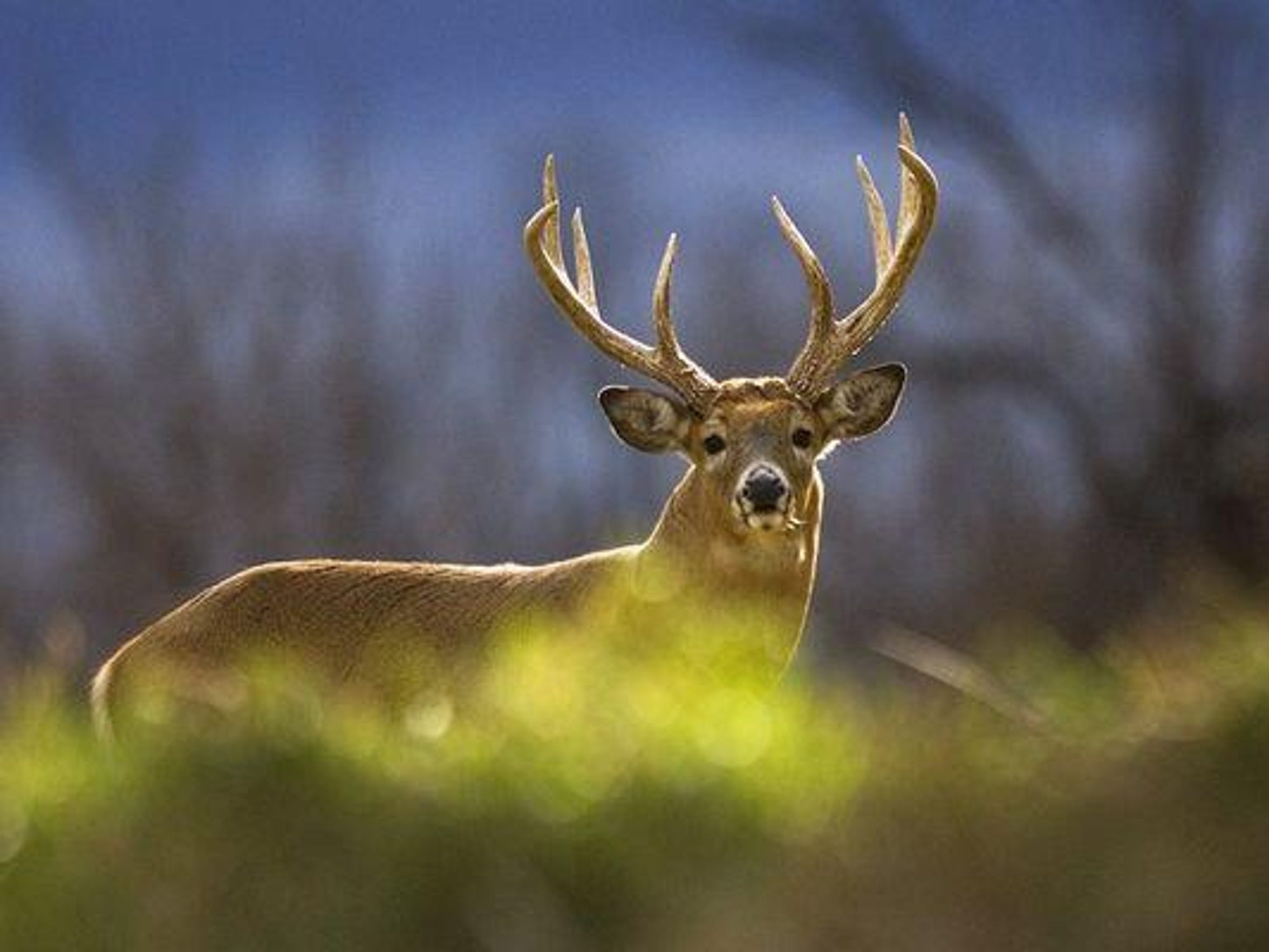 Fall is deer season in Michigan