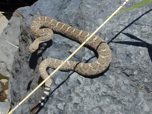 Rattlesnakes Are Waking Up Coming Out In Phoenix