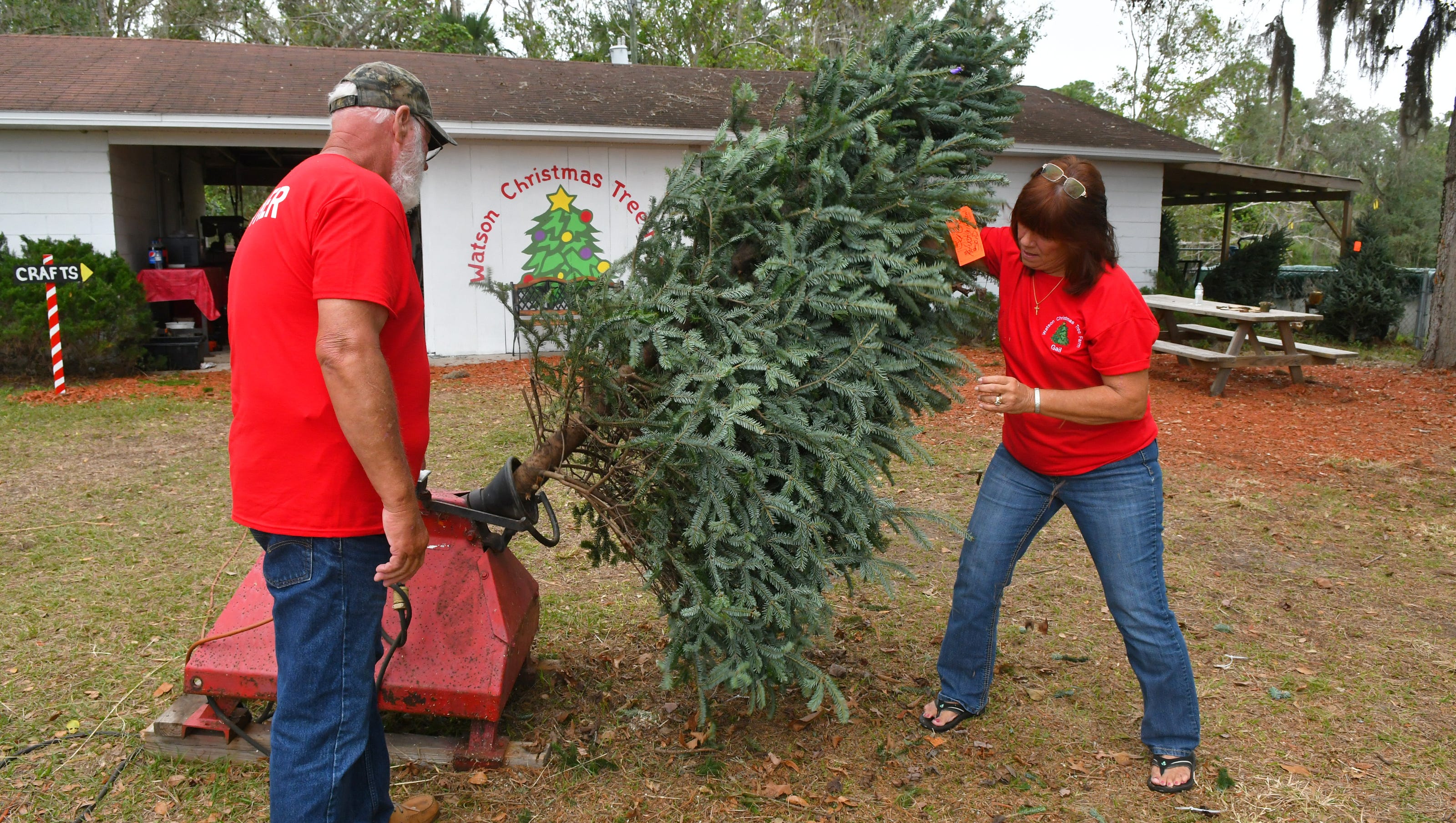 Cut your own Christmas tree at Watson Farm Cut Your Own Christmas Trees