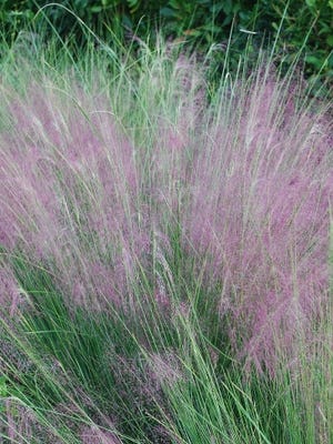 The lovely, soft, pink plumes of Muhly grass are popping out of the graceful clumps of this thin-leafed grass now. Leave the pink plumes, which are flowers, to form golden brown seed heads that will adorn the tan to gold leaves throughout the fall and winter.