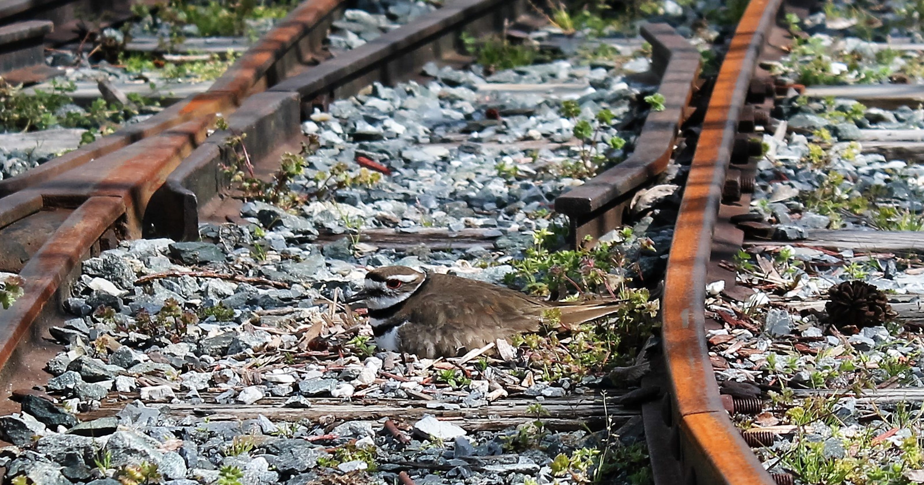 Protected bird sets up nest on rail tracks in Milton