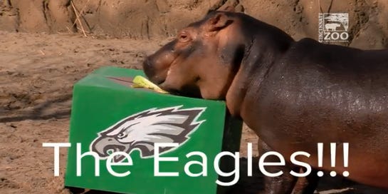 Super Bowl LII: See which teams animals pick to win the championship