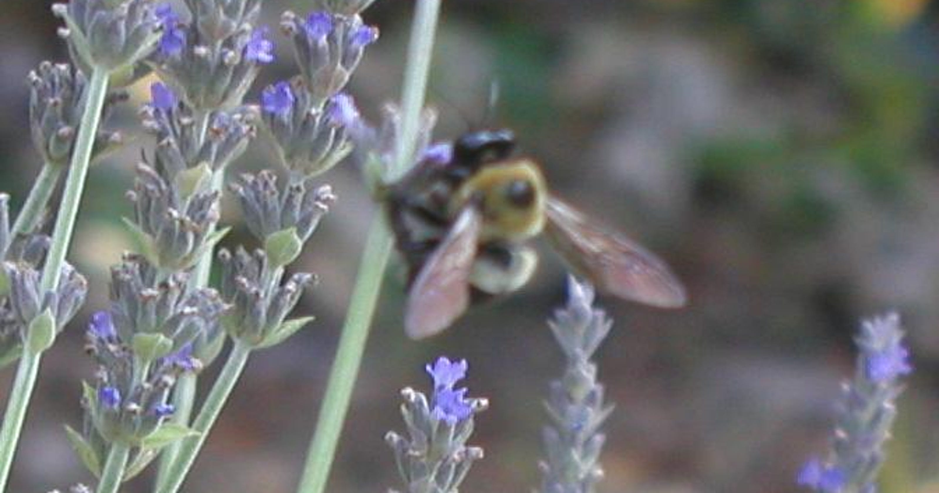 Lavender Is A Lovely Garden Addition To Try This May