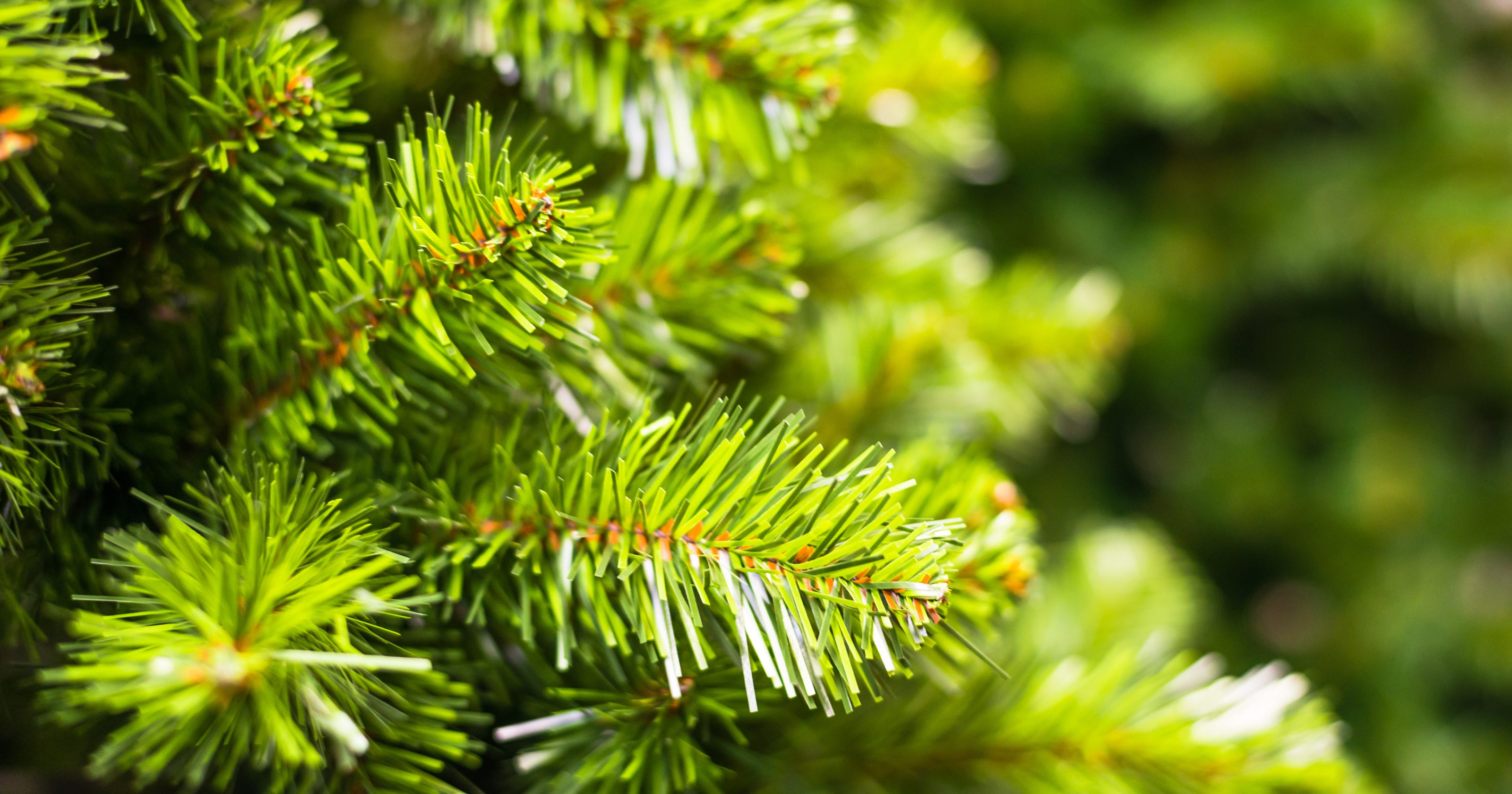 61foot spruce chosen as Michigan's state Christmas tree