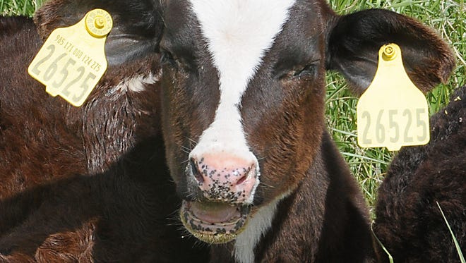 A calf in a pasture along Allen Road in Fallon Monday May 16, 2011 voices his opinion.