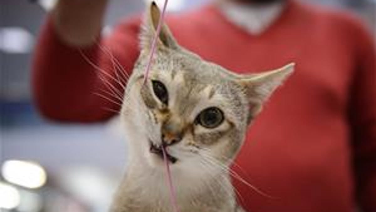 Man Bitten By Cat Dies 6 Weeks Later