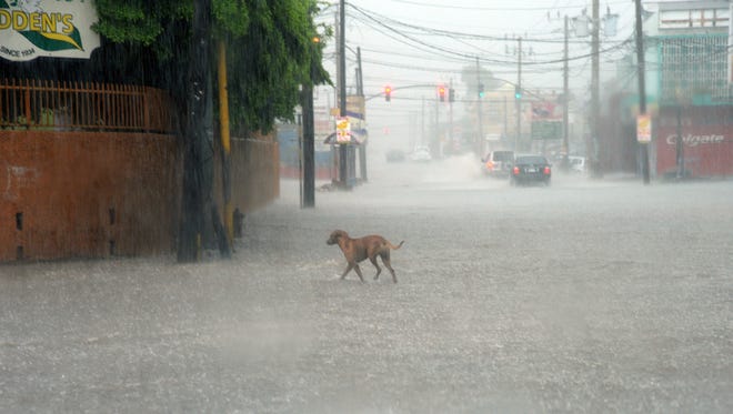 A dog crosses a street under heavy rain in downtown Kingston, Jamaica, on Oct. 2.