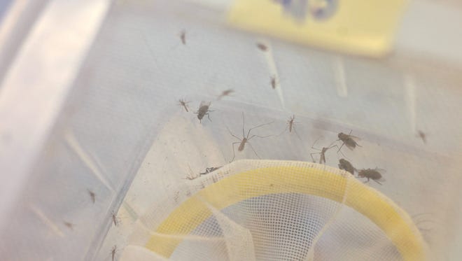Traps hold mosquitoes that will be tested for the West Nile Virus at the Coachella Valley Mosquito Vector Control District in Indio on Tuesday, June 16, 2015.