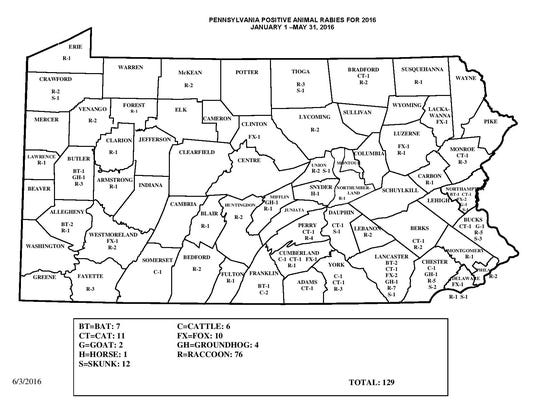 Local girl bitten by rabid cat