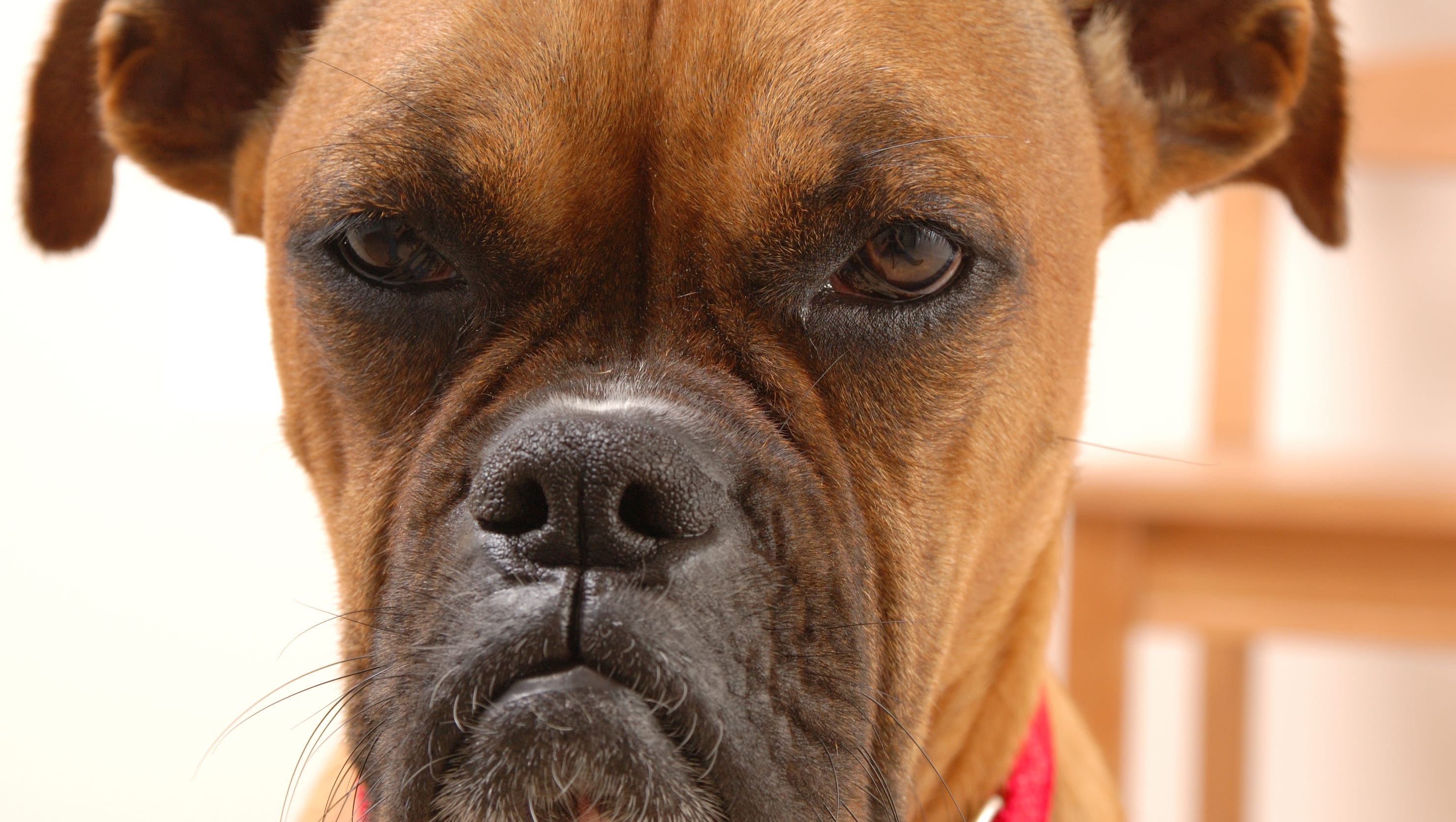 20 Boxer Owners Share Best Shampoos For Itchy Sensitive Skin