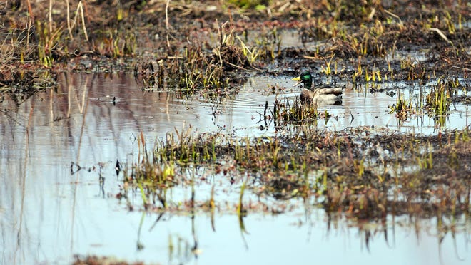 A duck swims through a wetlands area on Friday off in New Paltz.