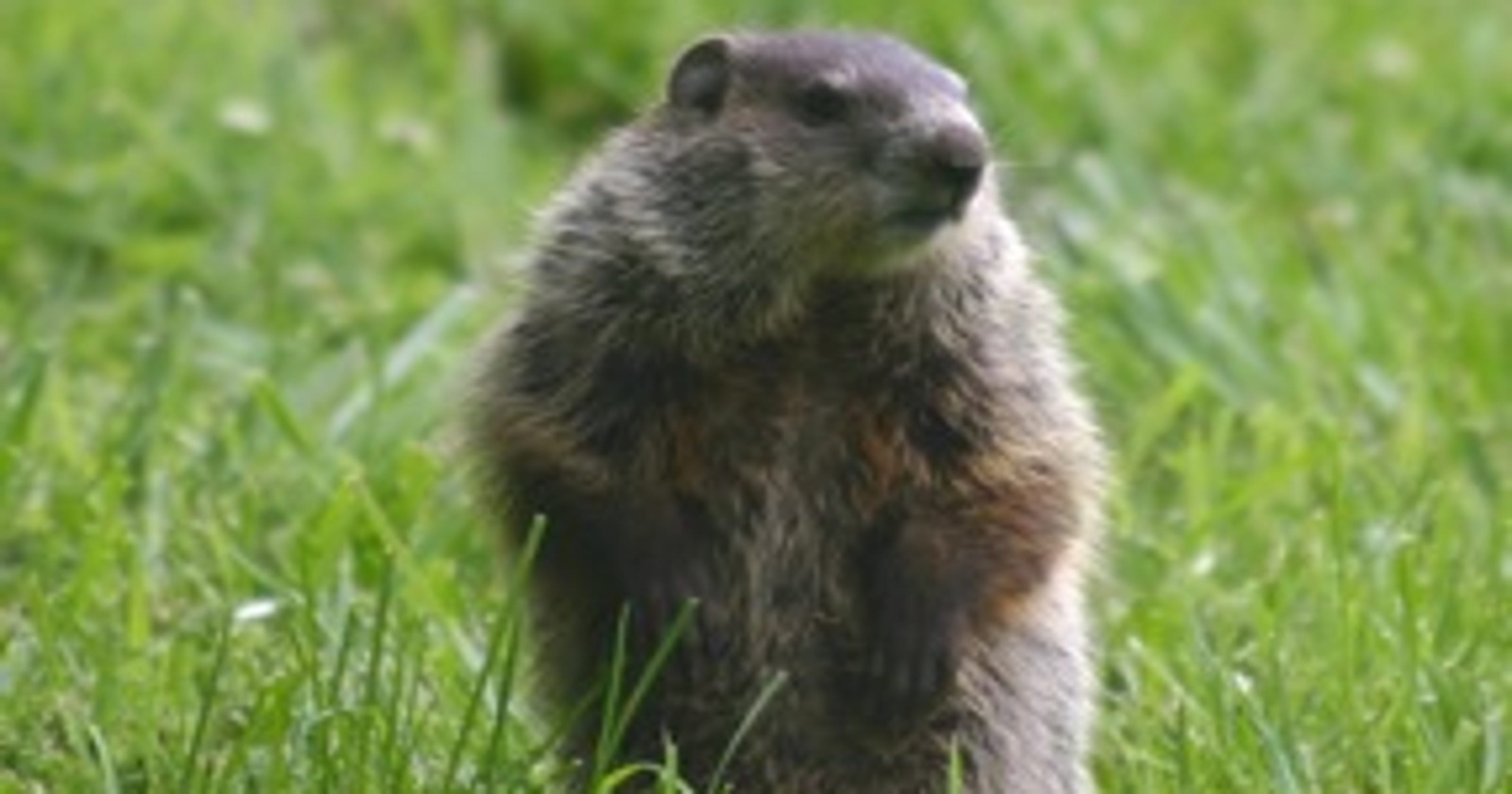 Answer Man: Do groundhogs have a death wish?