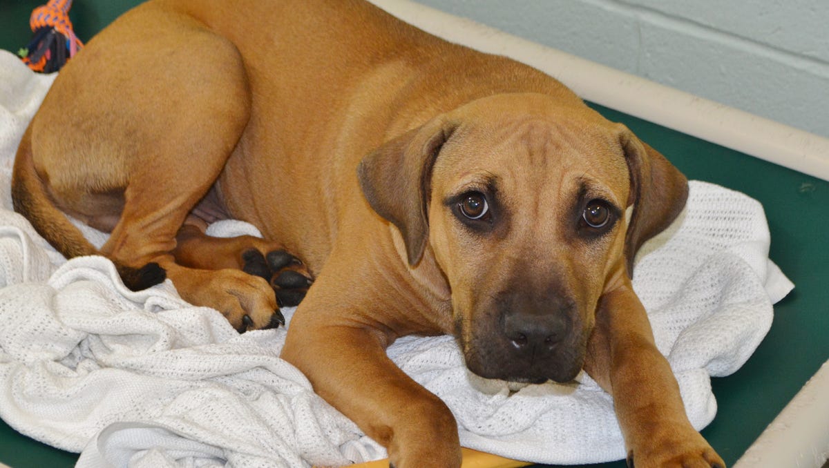 Dogs & cats waiting to be adopted at SPCA in Vineland