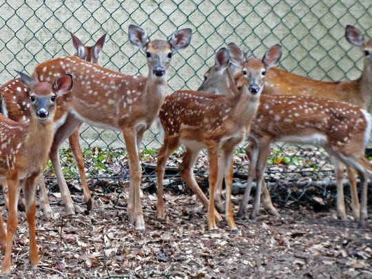 Orphaned Fawn Or Just Trying To Blend In