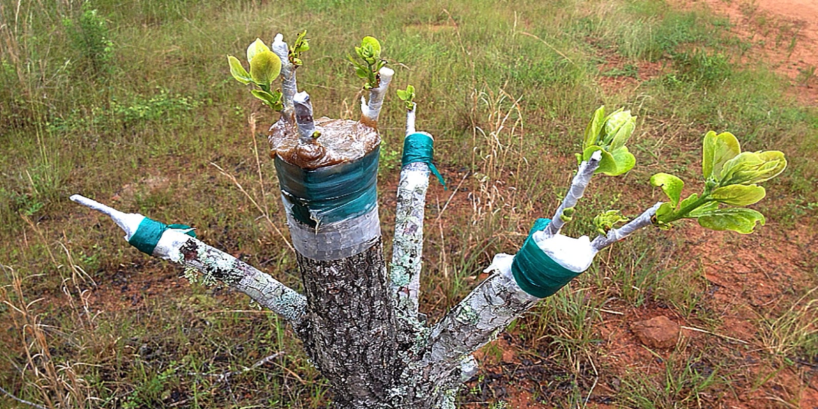 Grafting Extends Persimmon Production