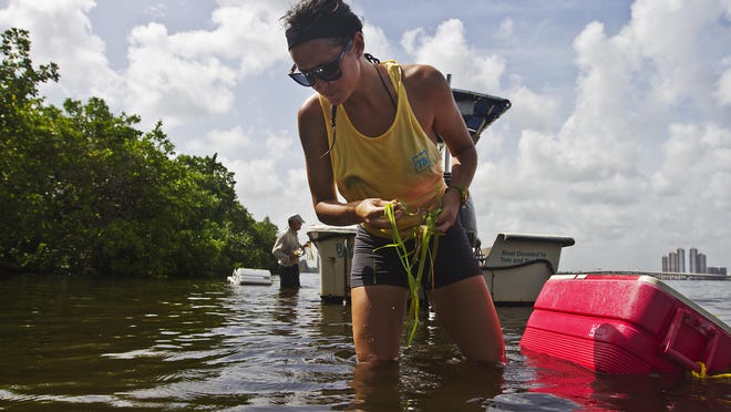 Chrissy McCrimmon, an intern with the Sanibel Captiva Conservation Foundation, and a graduate of UNF, plants tape grass in the area just west of the Edison bridge on the Caloosahatchee River Thursday morning (7/2/15).