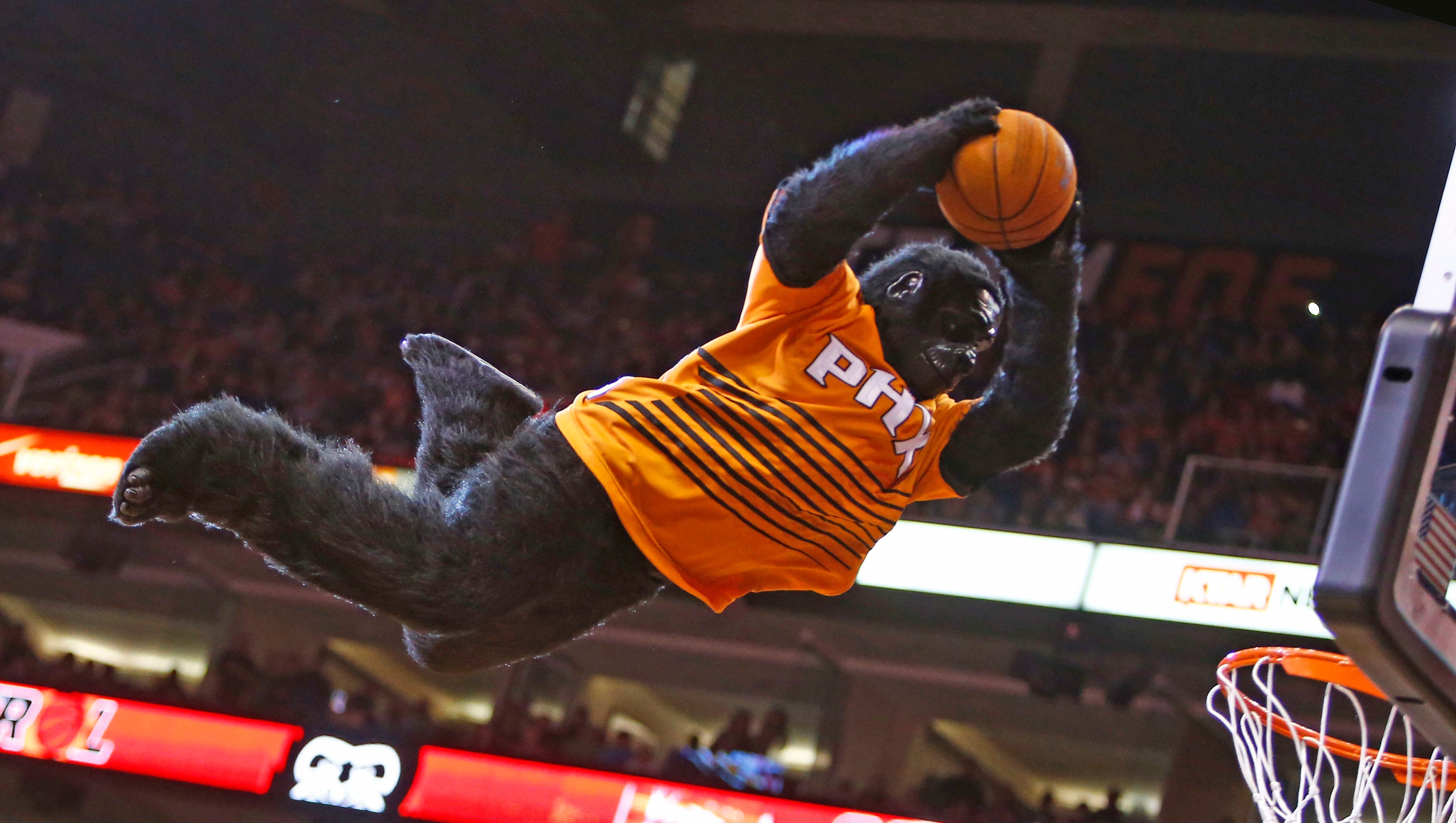Watch Phoenix Suns Gorilla Dives To Internet Fame