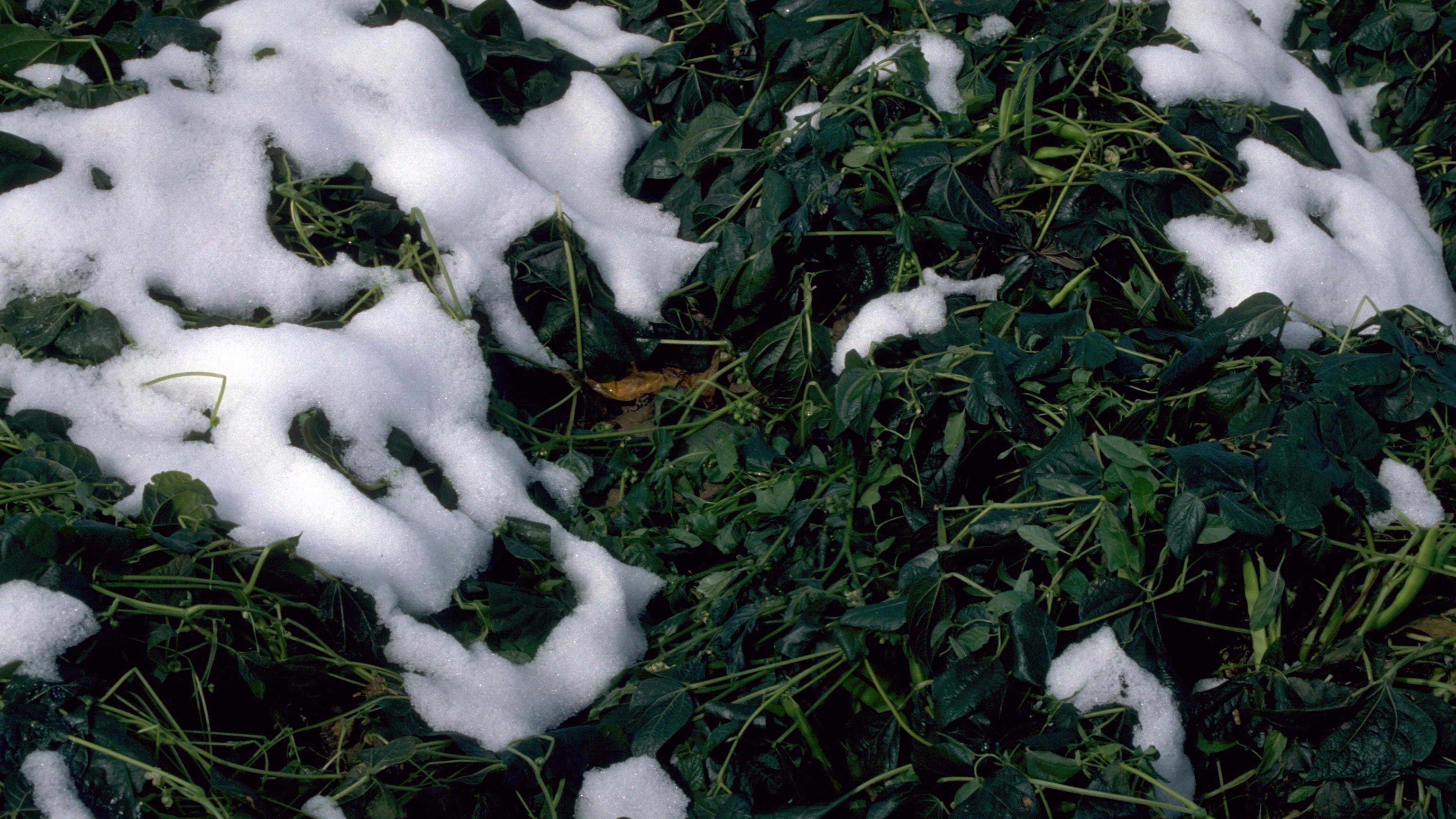Understand frost, freeze and dew point