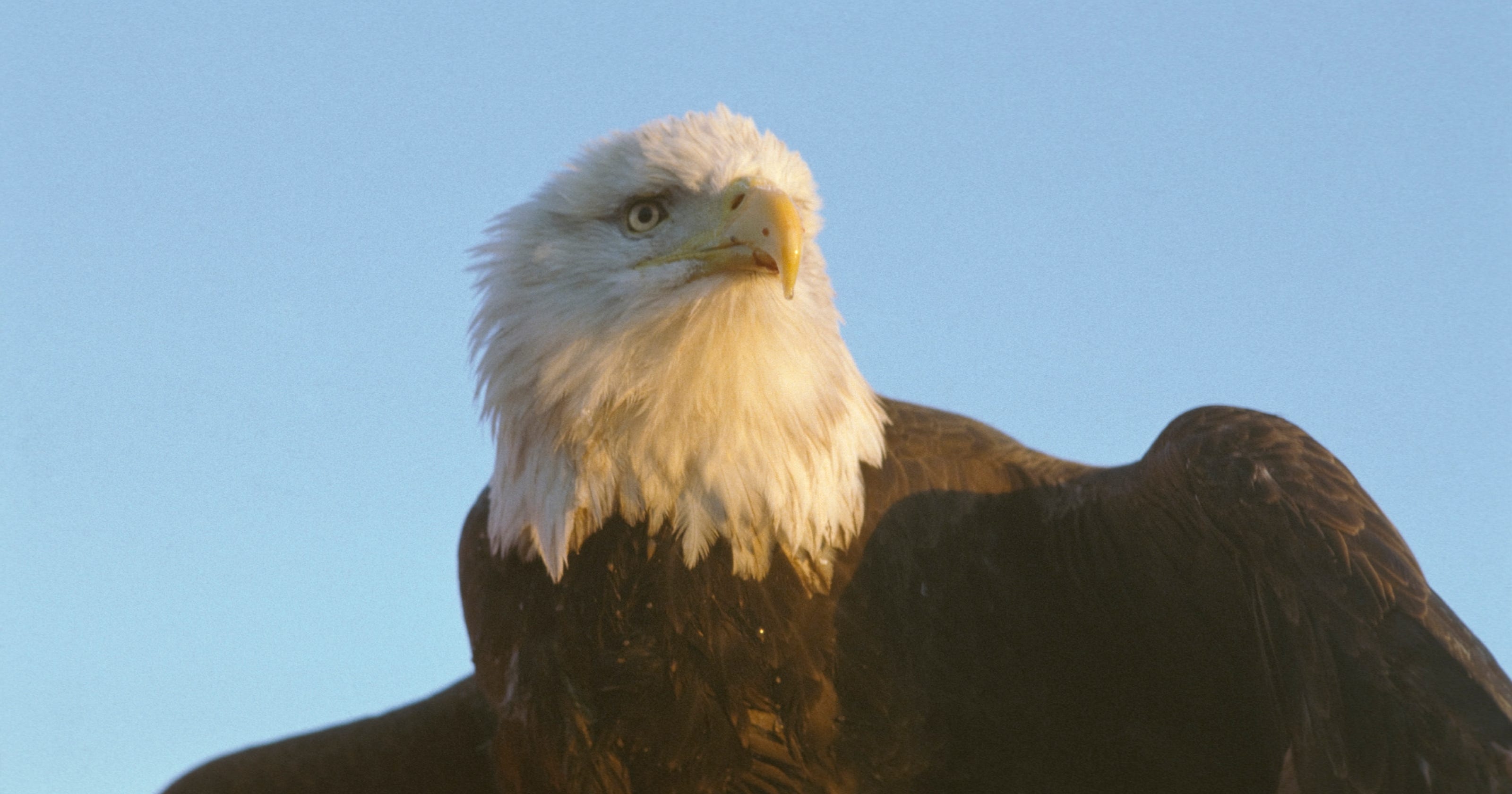 Critter Of The Week Bald Eagle