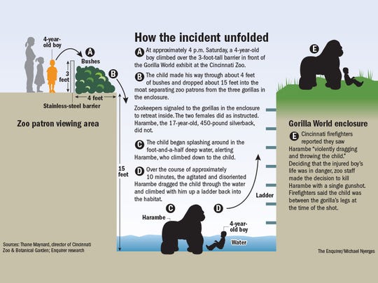 family boy who fell into gorilla exhibit doing just fine