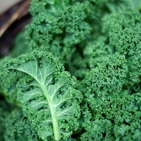 Kale &nbsp; &nbsp; As in so many cases, moisture...