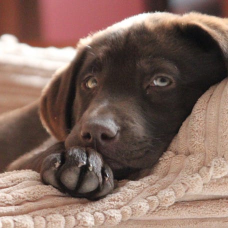 According to a survey by the American Academy of Sleep Medicine, nearly 50% of pet owners share beds with their furry friends.