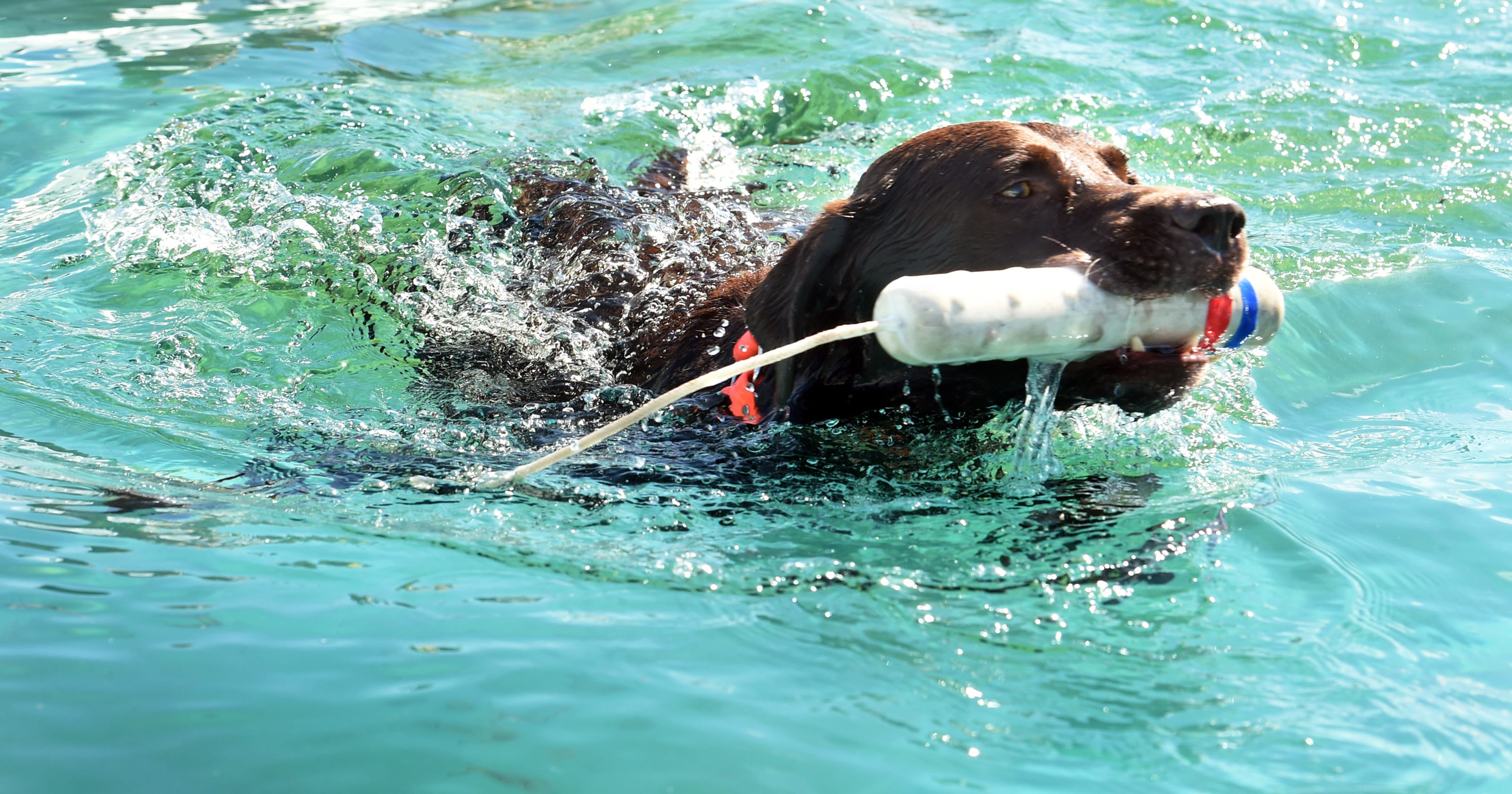 Bark in the Park in Vero Beach is Jan. 20