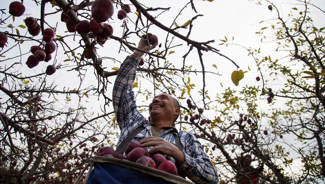 This Nov. 14, 2017 photo shows Narciso Cruz picking Red Delicious apples in an orchard in Tieton, Wash. Over the past several years, farmers have complained of labor shortages stressing the state's multi-billion fruit industry. According to studies in recent years, a reverse flow immigration and an improving economy in Mexico is creating more competition for foreign-born labor in the U.S.