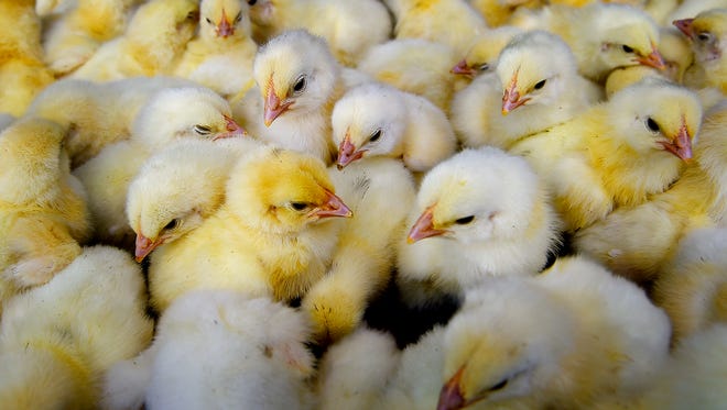 A closer look at baby chicks at Haiti Broilers chicken farm in Lafiteau, Haiti on Monday March 7, 2016, in Port-au-Prince.

Please credit: Pulitzer Center on Crisis Reporting